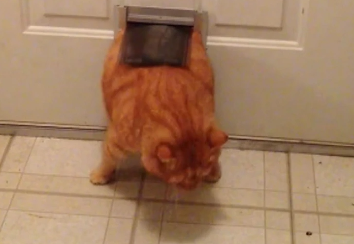 stuck cat